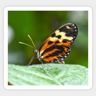 Orange and Yellow Butterfly Sticker